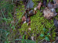 Tortella squarrosa
