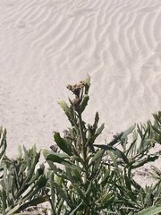 Tessaria absinthioides