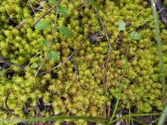 Tortella squarrosa