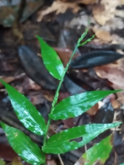 Ichnanthus pallens