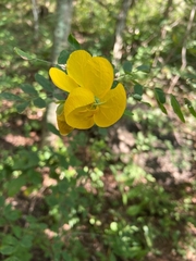 Senna pallida