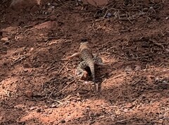 Sceloporus uniformis