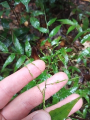 Ichnanthus pallens