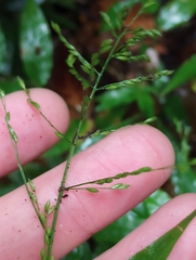Ichnanthus pallens