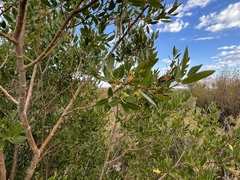 Salix lutea
