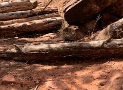 Sceloporus uniformis