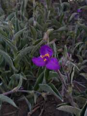 Tradescantia crassifolia