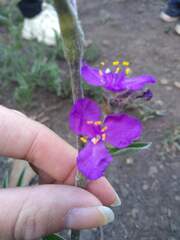Tradescantia crassifolia