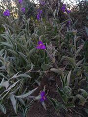 Tradescantia crassifolia