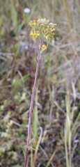 Senecio hydrophilus