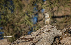 Ammospermophilus leucurus