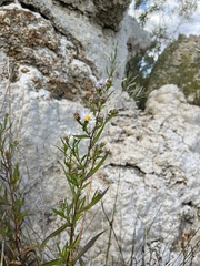 Symphyotrichum lanceolatum