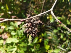 Taphrina robinsoniana