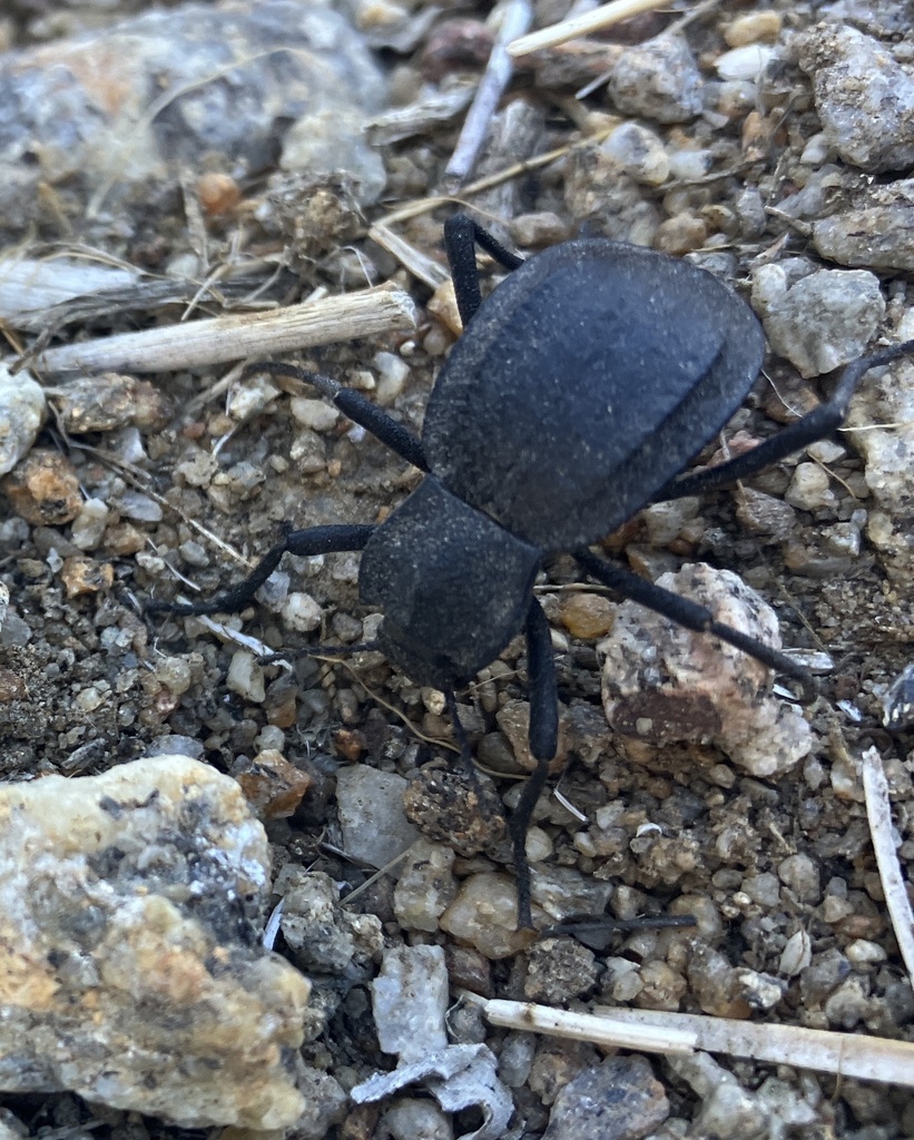 Philolithus carinatus