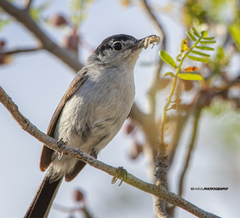 Polioptila californica