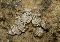 Psora
