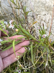 Symphyotrichum lanceolatum
