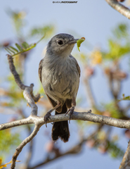 Polioptila californica