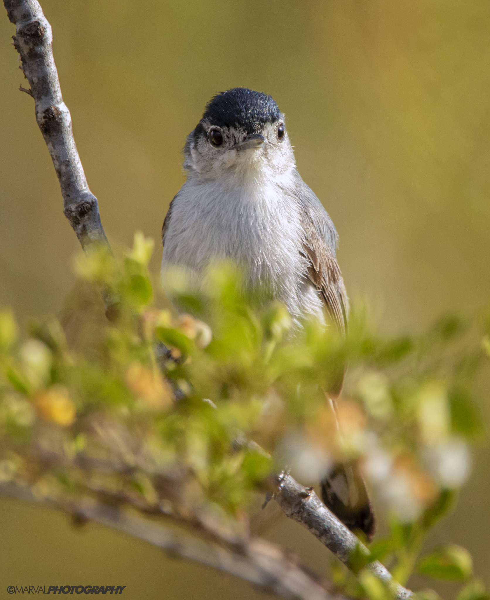 California Gnatcatcher illustration