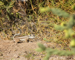 Ammospermophilus leucurus