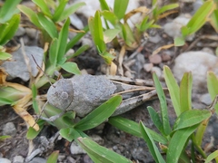 Leprus