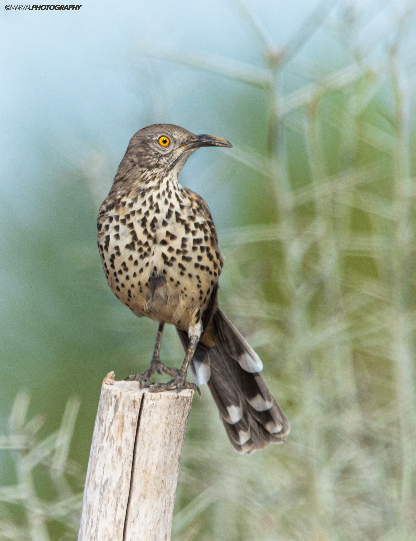 Grey Thrasher illustration