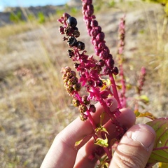 Phytolacca