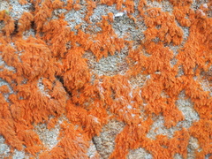 Trentepohlia aurea