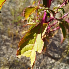 Phytolacca