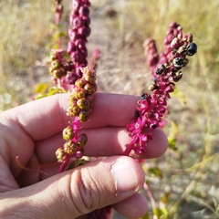 Phytolacca