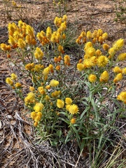 Waitzia acuminata acuminata