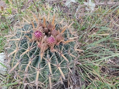 Ferocactus latispinus