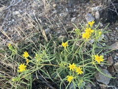 Pectis papposa papposa