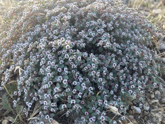 Euphorbia melanadenia