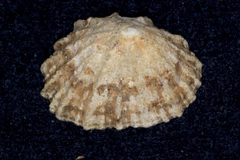 Patella vulgata