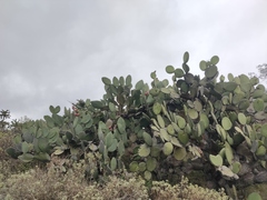 Opuntia streptacantha