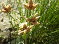 Bolboschoenus maritimus paludosus