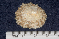 Patella vulgata