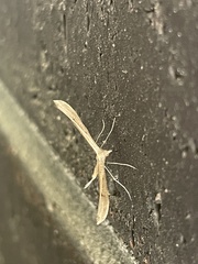 Stenoptilia zophodactylus