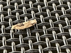 Crocidosema plebejana