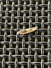 Crocidosema plebejana