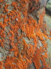 Trentepohlia aurea