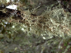 Usnea intermedia