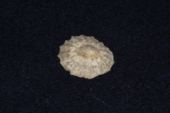 Patella vulgata