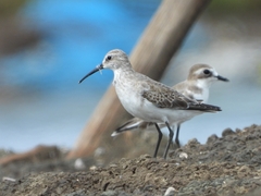 Calidris ferruginea