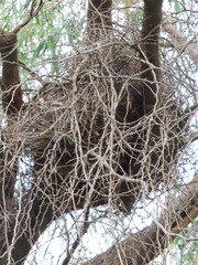 Pseudocheirus occidentalis