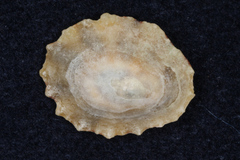 Patella vulgata