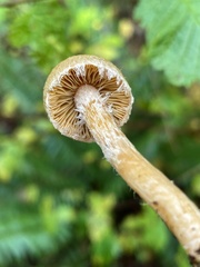Inocybe cinnamomea