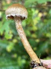 Inocybe cinnamomea