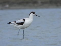 Recurvirostra avosetta